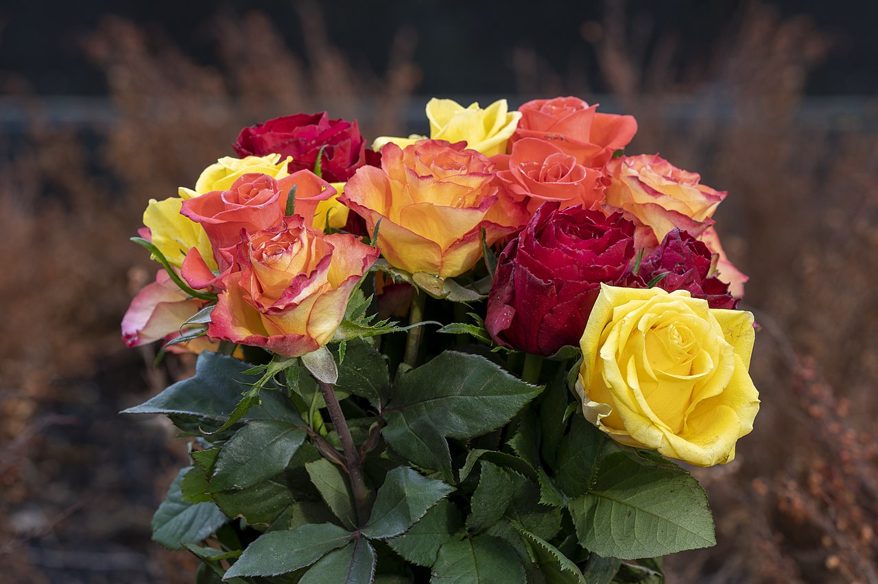 Bright roses